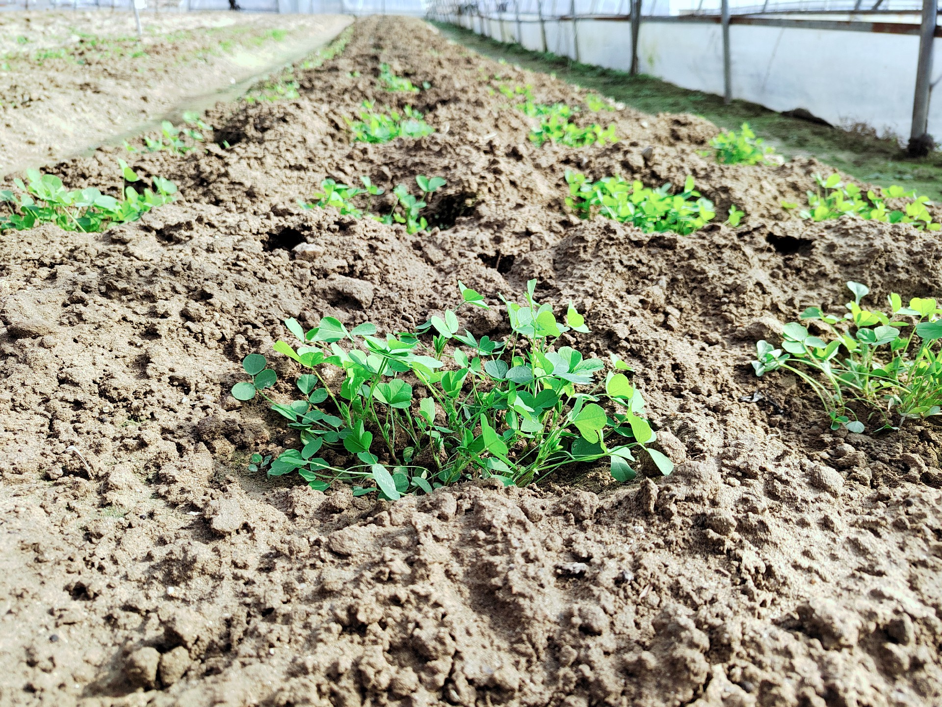 豪兴农业在宁乡、益阳均设有紫花苜蓿种植基地，全程不施农药，自然生长。