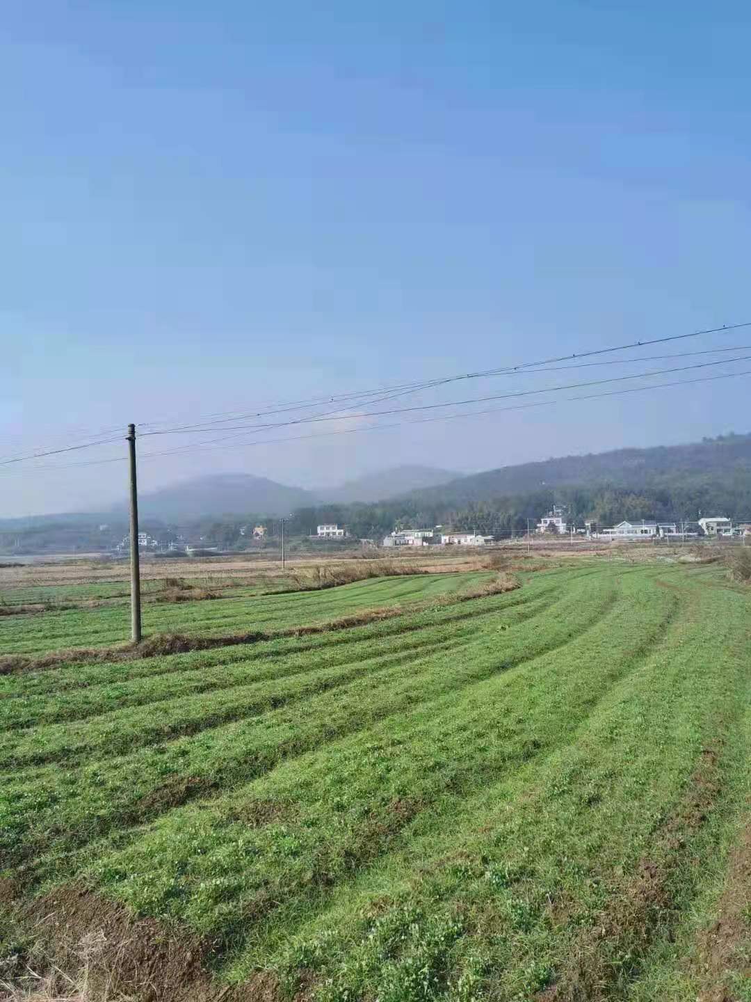 豪兴农业的紫花苜蓿种植并非都采取大棚种植，露天的种植采取的撒播方式！