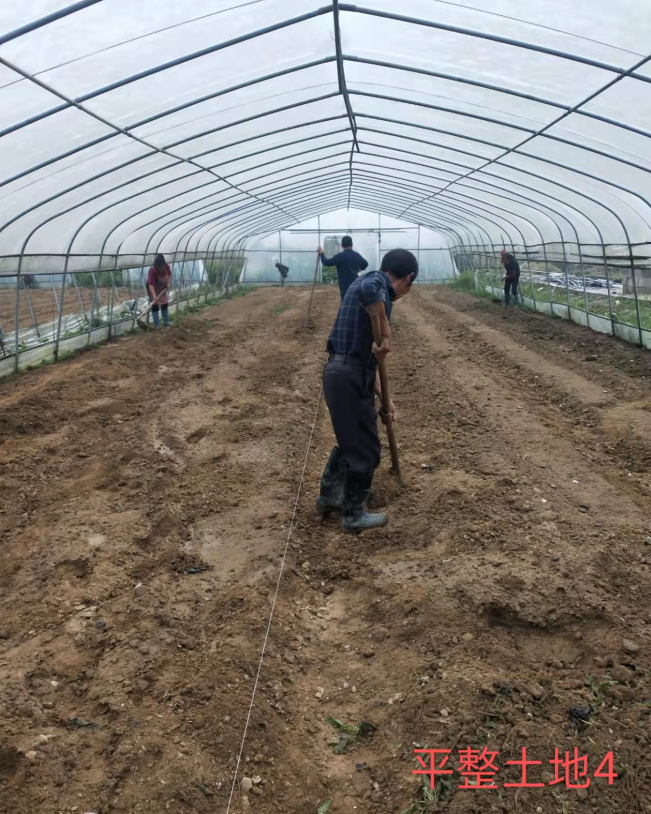 豪兴农业自有紫花苜蓿种植基地平整土地