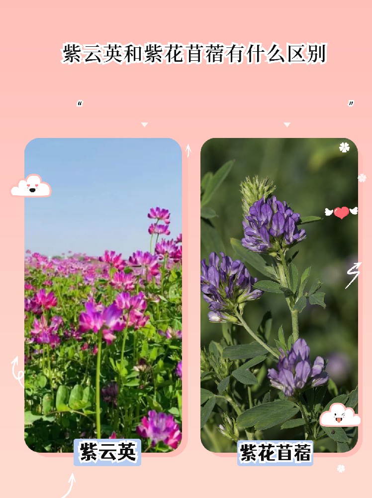 紫云英和紫花苜蓿之间有什么区别？