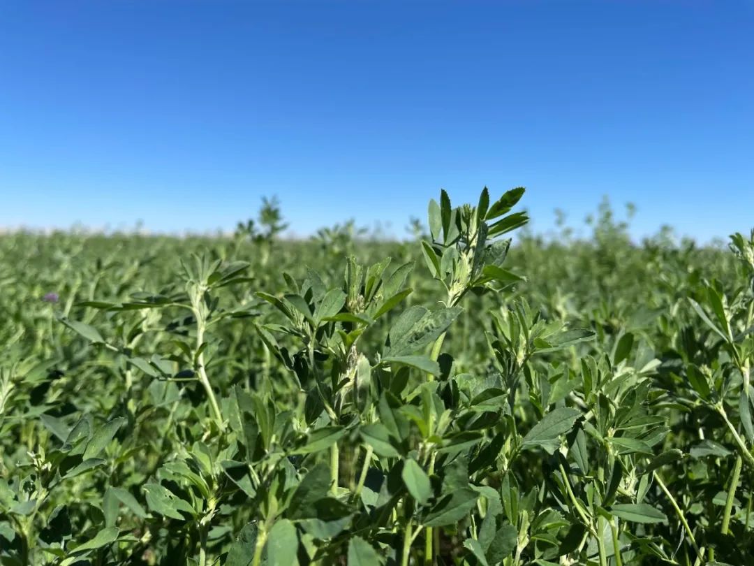 目前西班牙第三茬苜蓿收获已经结束，质量、蛋白质水平和外观都非常出色