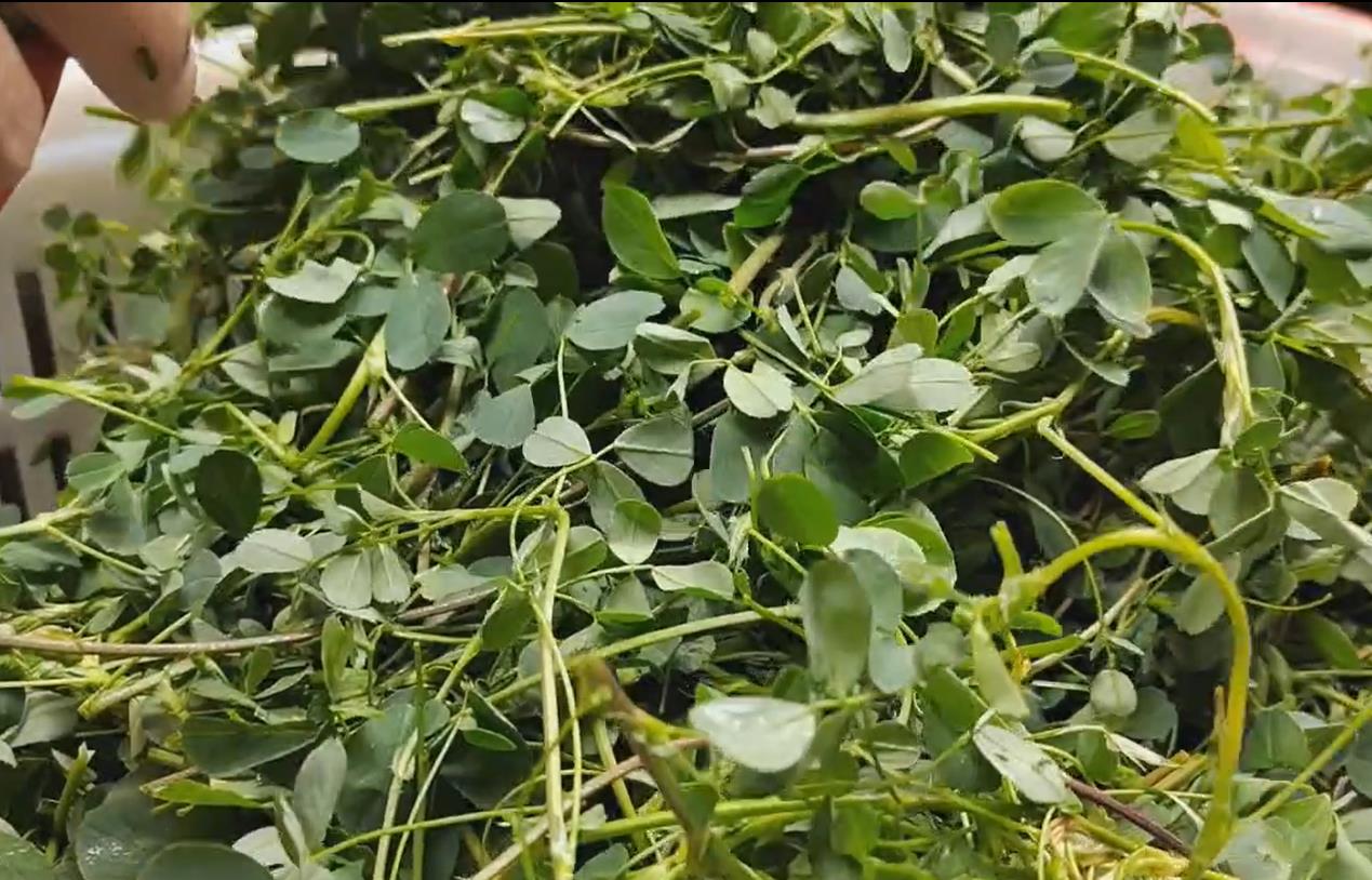 豪兴农业种植的紫花苜蓿嫩茎