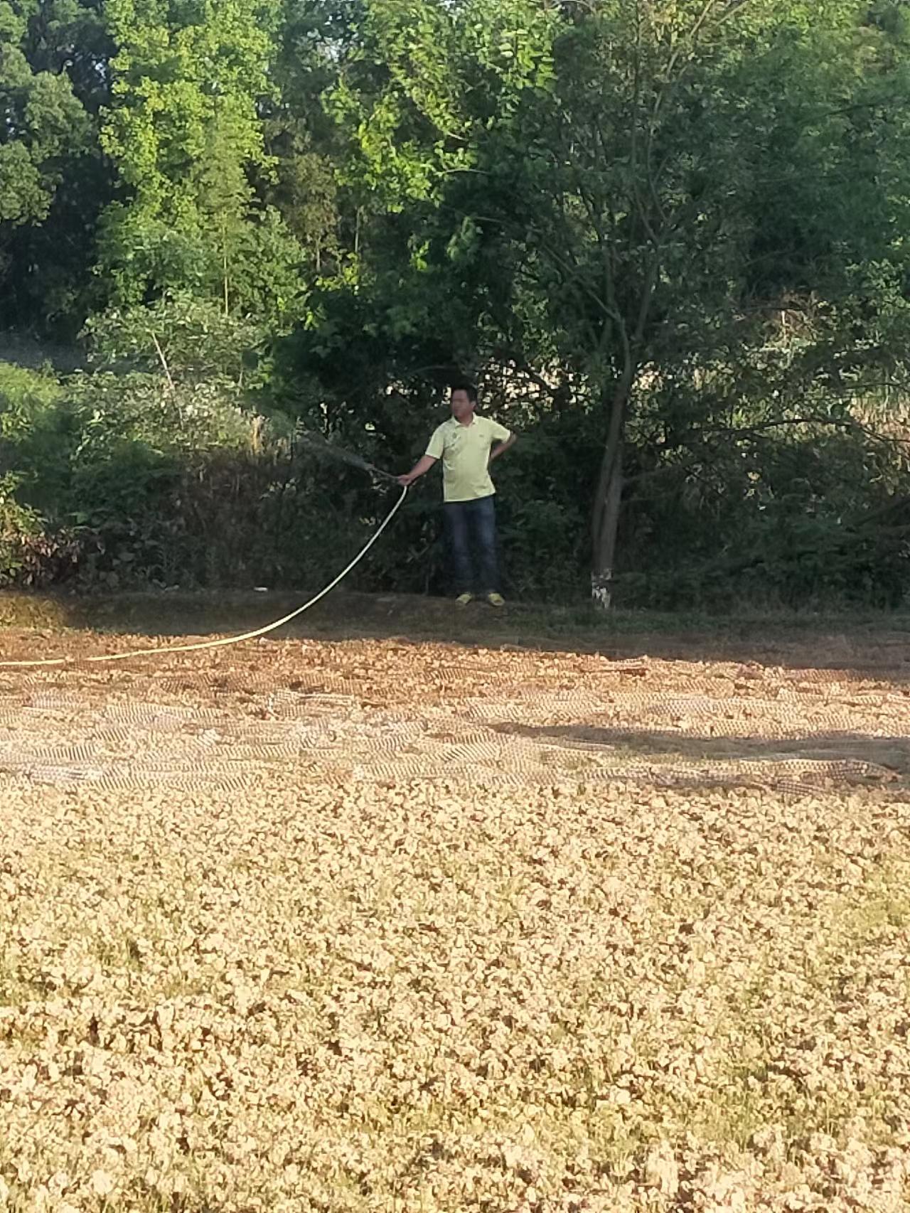 豪兴农业工作人员在给紫花苜蓿种植基地浇水