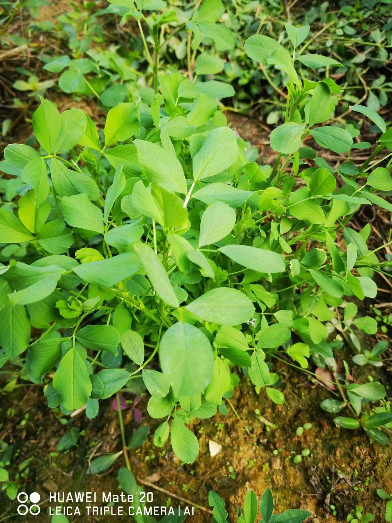 紫花苜蓿草的营养价值